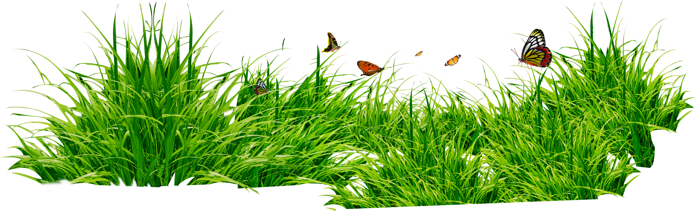 grass PNG4926